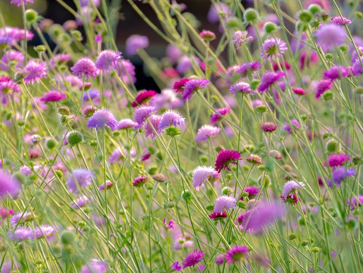 Zartrosa und purpurne Skabiosenblüten wiegen sich im Sonnenlicht auf einer dicht bewachsenen Sommerwiese.