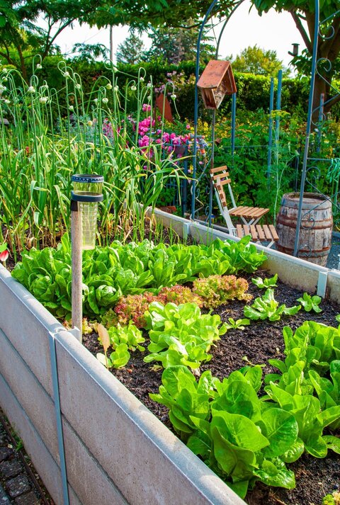 Üppiges Hochbeet mit frischem Salat und Lauch, daneben Holzbänke, ein Weinfass und blühende Blumen im sonnigen Garten.