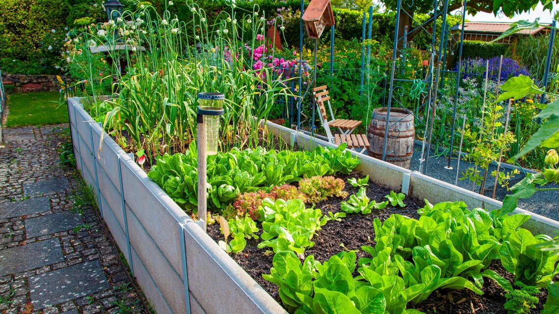 Üppiges Hochbeet mit frischem Salat und Lauch, daneben Holzbänke, ein Weinfass und blühende Blumen im sonnigen Garten.