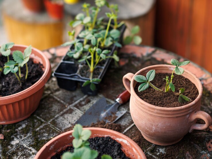 Beeren anpflanzen Balkon Blumentopf Drei Töpfe mit dunkler Erde und jungen Beerensträuchern, daneben ein Pflanzkasten mit weiteren Setzlingen auf Balkon-Boden.