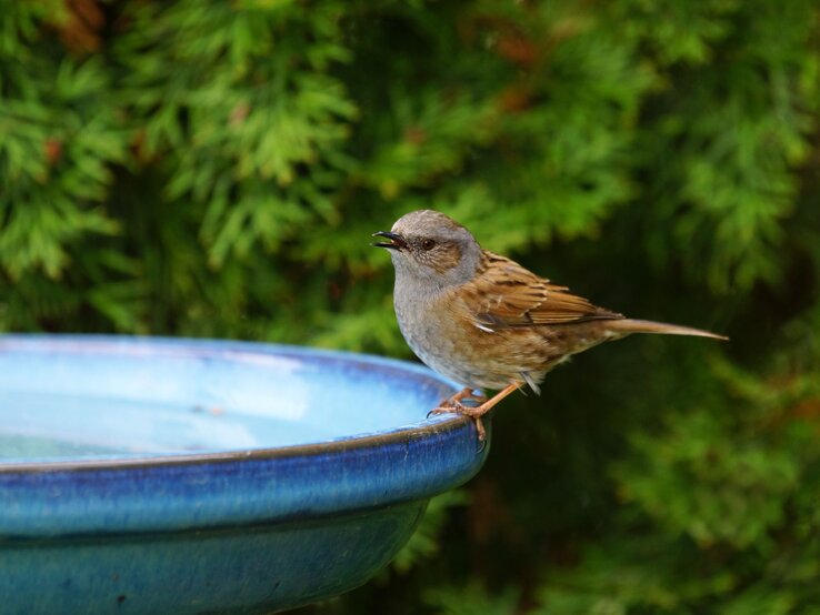 Ein braungrauer Spatz sitzt am Rand einer blauen Vogeltränke vor dichtem, sattem Nadelgrün.