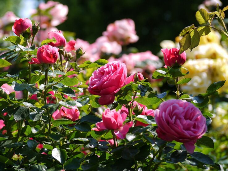 Begleitstauden für Rosen Üppig blühende pinke Rosen mit sattgrünen Blättern leuchten in der Sonne vor verschwommenem Hintergrund aus gelben Blüten.