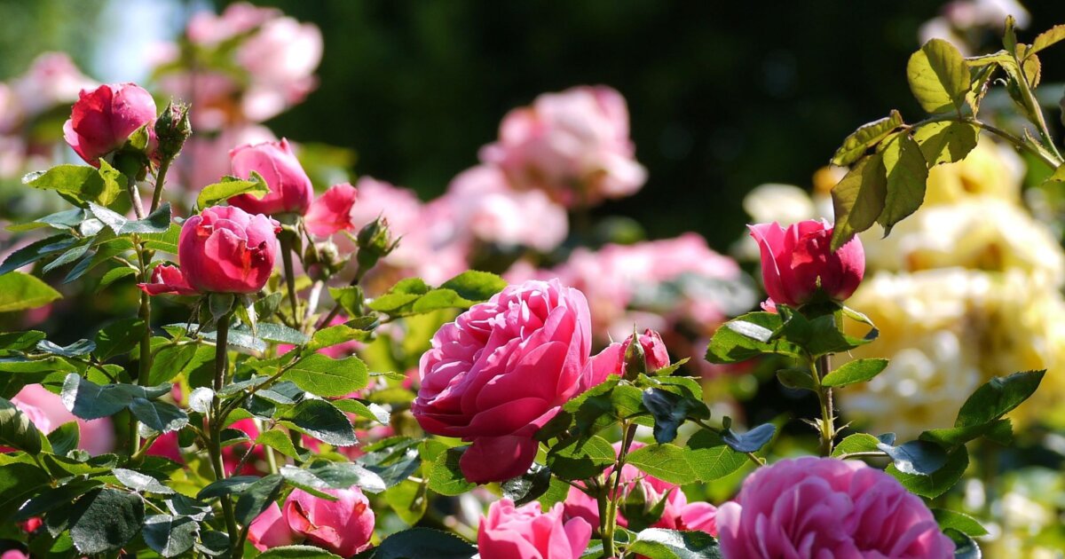 Beetnachbarn für Rosen Diese 5 Stauden passen perfekt