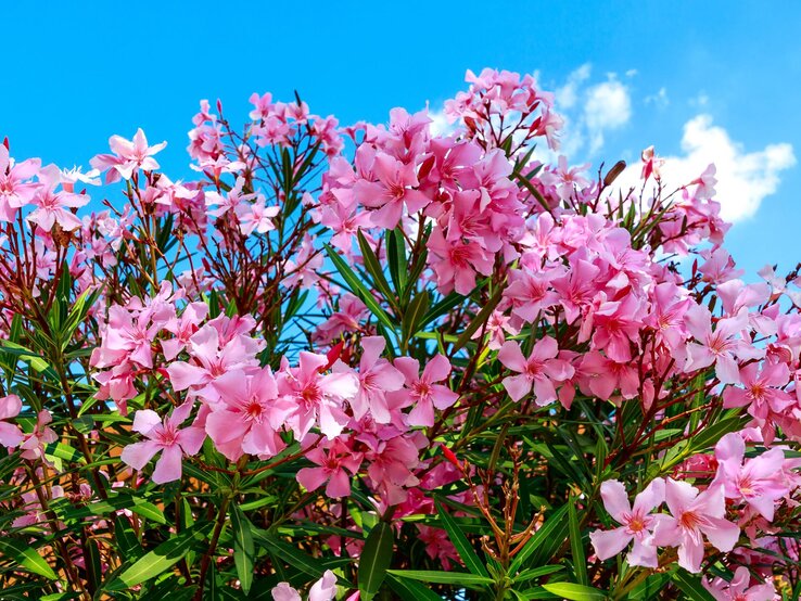 Üppiger Oleanderstrauch mit leuchtend rosa Blüten vor strahlend blauem Himmel und weißen Sommerwolken.