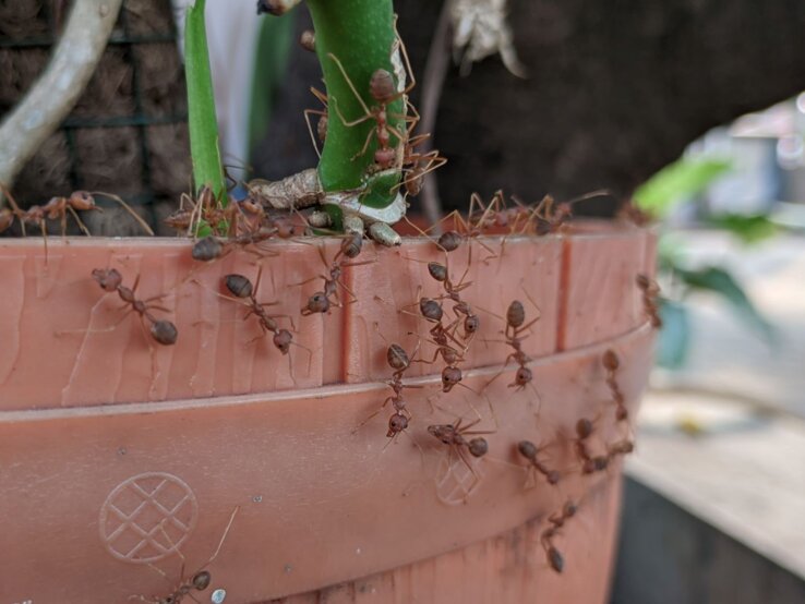 Zahlreiche rote Ameisen krabbeln emsig über einen terrakottafarbenen Blumentopf mit grünem Kaktus und Ästen.