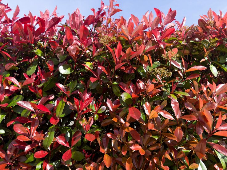 Dichte Hecke aus rotglänzenden und grünen Blättern einer Glanzmispel leuchtet im Sonnenlicht vor blauem Himmel.