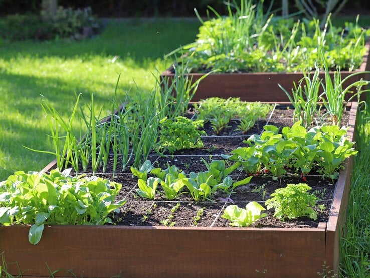 Frisch bepflanztes Hochbeet mit Salat, Lauch und Radieschen steht sonnig auf einer sattgrünen Wiese im Garten.