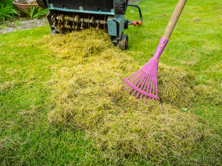 Elektrischer Vertikutierer in Grün-Schwarz mit Fangkorb und roten Details vor weißem Hintergrund, schräg von vorne fotografiert.