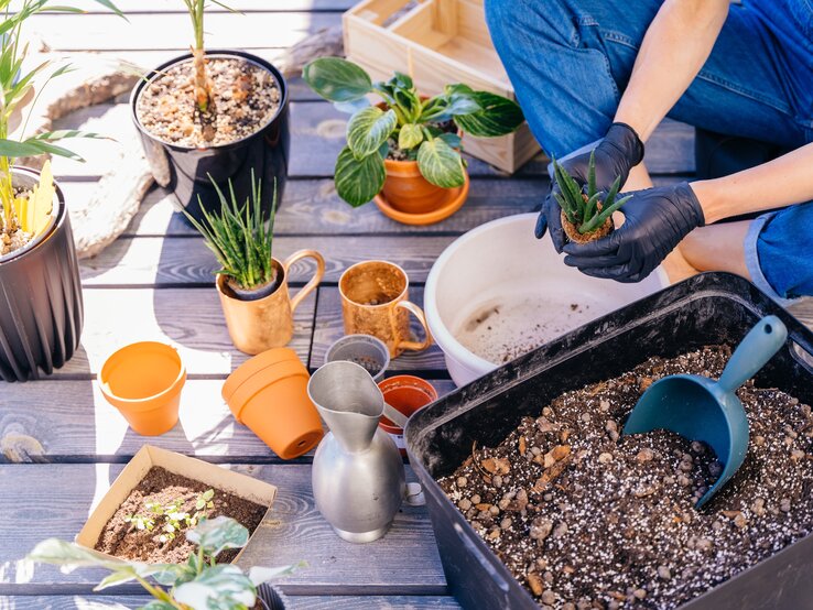 Eine Person mit schwarzen Handschuhen topft auf Holzboden im Sonnenschein eine kleine Sukkulente neben Töpfen und Erde um.