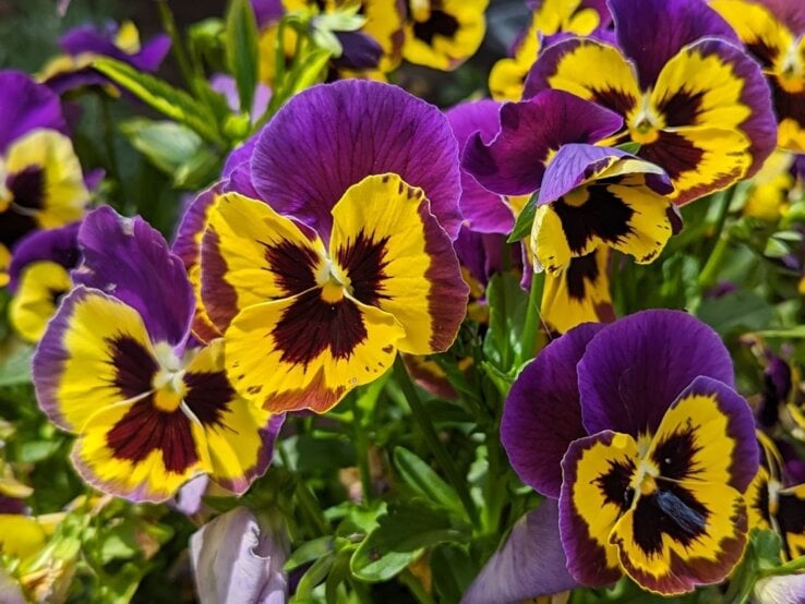 Dicht blühende Stiefmütterchen in Gelb, Violett und Dunkelrot leuchten in der Sonne zwischen grünem Laub und Lavendel.
