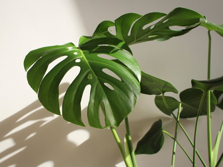 Große, glänzende Monstera-Blätter mit typischen Schlitzen werfen weiche Schatten auf eine helle, glatte Wand.