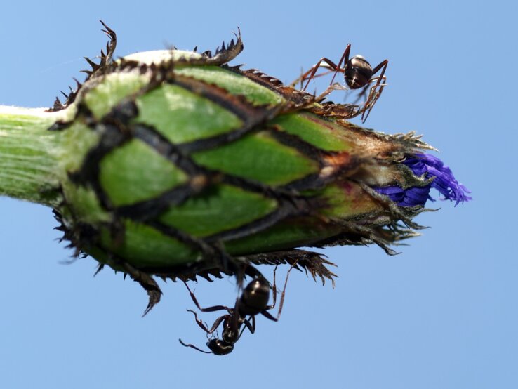 Drei schwarzglänzende Ameisen klettern auf einer grünen Distelknospe mit violetter Spitze vor wolkenlosem Himmel.