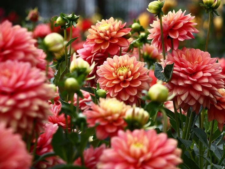 Üppige rosarote Dahlien mit gelben Zentren blühen dicht an dicht in einem Sommergarten vor dunklem, unscharfem Hintergrund.
