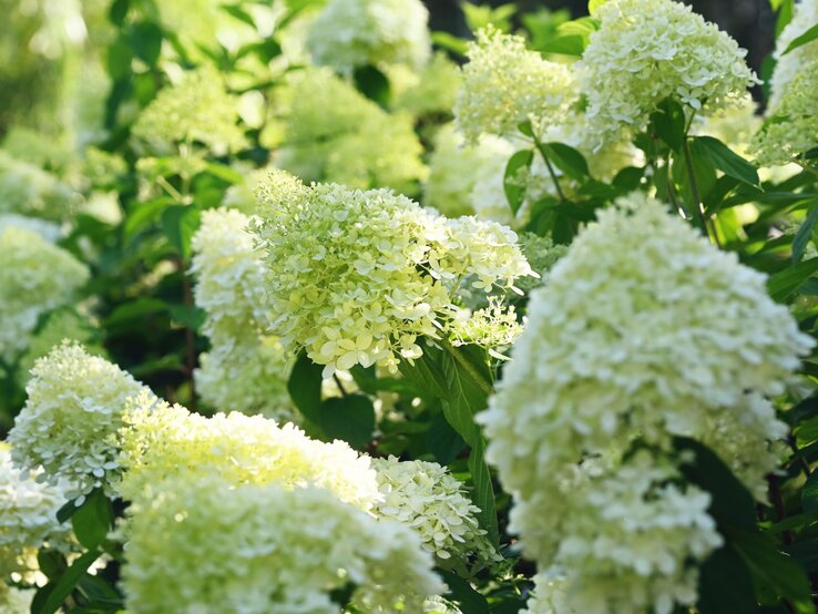 Dicht gedrängte, cremeweiße Rispenhortensien blühen im Sonnenlicht, umgeben von sattem Grün in einem sommerlichen Garten.