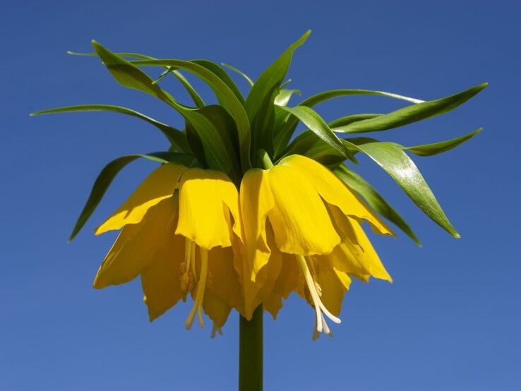 Gelbe Blume Kaiserkrone vor blauem Hintergrund