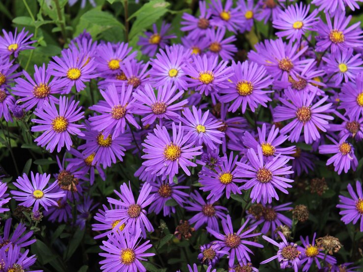 Dicht aneinander stehende, leuchtend violette Astern mit gelben Blütenmitten vor sattgrünem Laub in sommerlicher Blüte.
