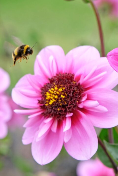 Blühende Dahlien mit kräftig pinken Blütenblättern, eine Hummel schwebt im Flug kurz vor der Landung auf einer Blüte.