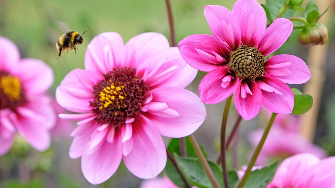 Blühende Dahlien mit kräftig pinken Blütenblättern, eine Hummel schwebt im Flug kurz vor der Landung auf einer Blüte.