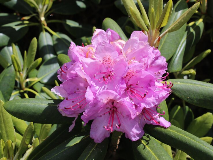 Rhododendron Blüte in Rosa als Nahaufnahme