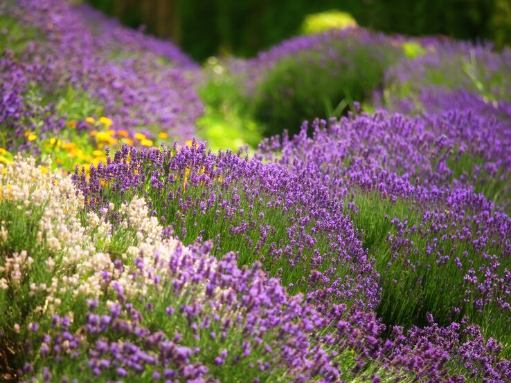 Lavendel mit weiteren Blühpflanzen im Beet