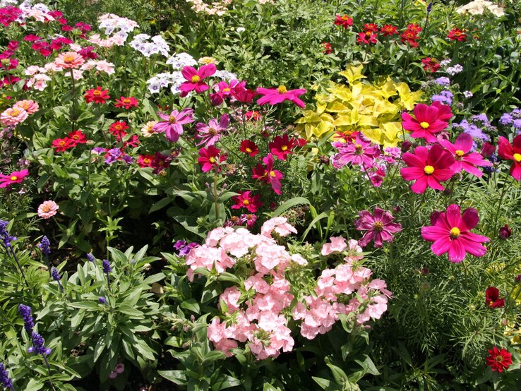 Bunter Staudengarten mit üppigen rosa, roten und violetten Blüten unter strahlendem Sonnenlicht auf dichtem grünen Laub.