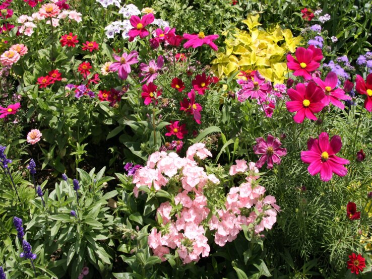Bunter Staudengarten mit üppigen rosa, roten und violetten Blüten unter strahlendem Sonnenlicht auf dichtem grünen Laub.