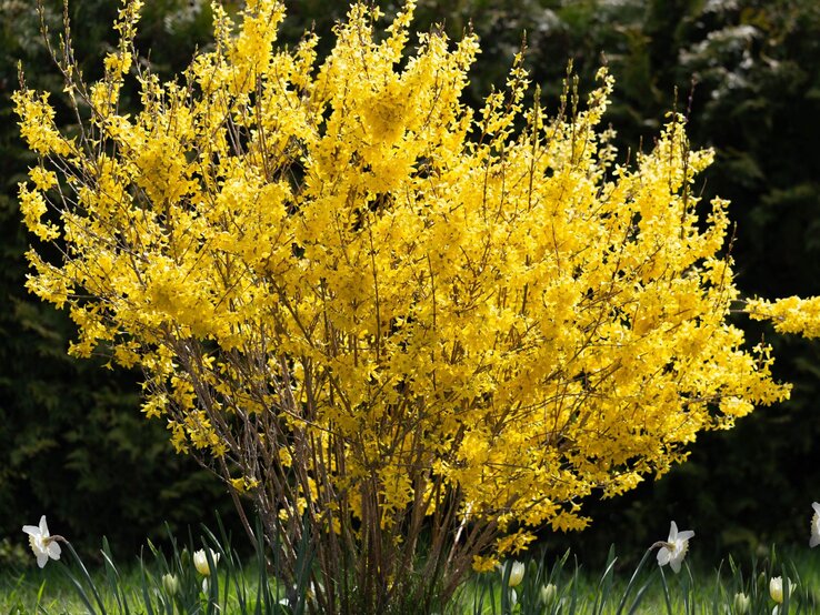 Forsythie ruiniert den Garten | © Shutterstock/Olga_Ionina Leuchtend gelbe Forsythiensträucher blühen üppig auf einer grünen Wiese, im Hintergrund dichte, dunkle Tannen. | © Shutterstock/Olga_Ionina