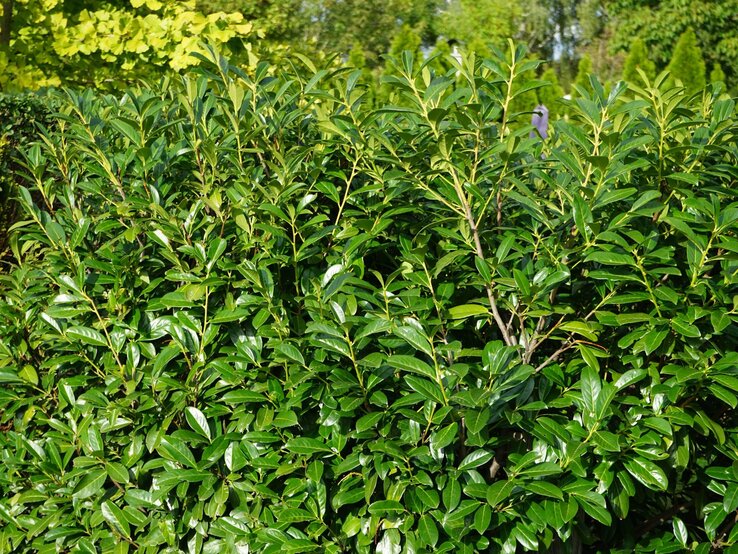Kirschlorbeer ruiniert Garten | © Shutterstock/crystaldream Dichter Kirschlorbeerstrauch mit glänzenden, dunkelgrünen Blättern vor einer Kulisse aus hellgrünen und dunklen Bäumen. | © Shutterstock/crystaldream