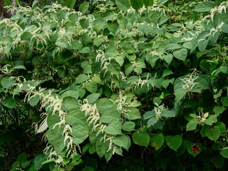 Japanischer Staudenknöterich ruiniert Garten | © Shutterstock/COULANGES Dichtes Geflecht aus Japanischem Knöterich mit großen grünen Blättern und filigranen weißen Blütenrispen im Sommerlicht. | © Shutterstock/COULANGES
