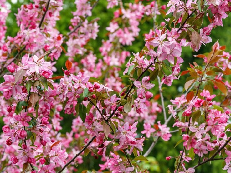 Sträucher ruinieren Garten Üppige Zweige eines Zierapfelbaums mit leuchtend rosa Blüten und frischem, rötlichem Laub vor sattem Grün im Hintergrund.