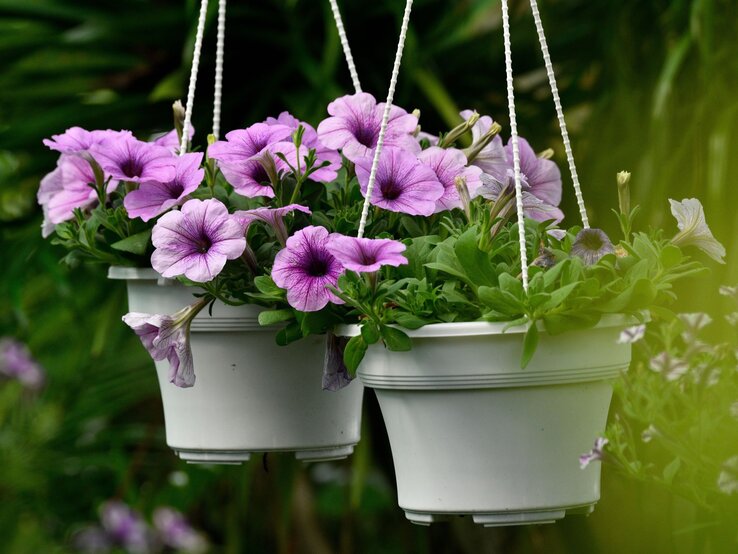 Blühpflanzen-Sünden: Petunien | © Shutterstock/IZZ HAZEL Zwei weiße Hängeampeln mit üppigen, violett blühenden Petunien vor einem dunklen, tropisch grünen Hintergrund. | © Shutterstock/IZZ HAZEL