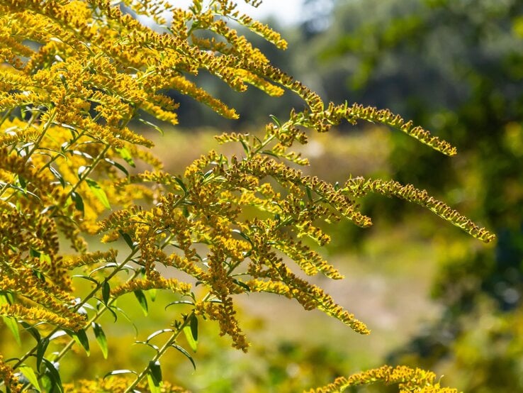 Goldrute | © Shutterstock/olko1975 Leuchtend gelbe Blütenrispen einer Goldrute wölben sich filigran nach rechts, umgeben von grünem Laub vor unscharfem Hintergrund. | © Shutterstock/olko1975