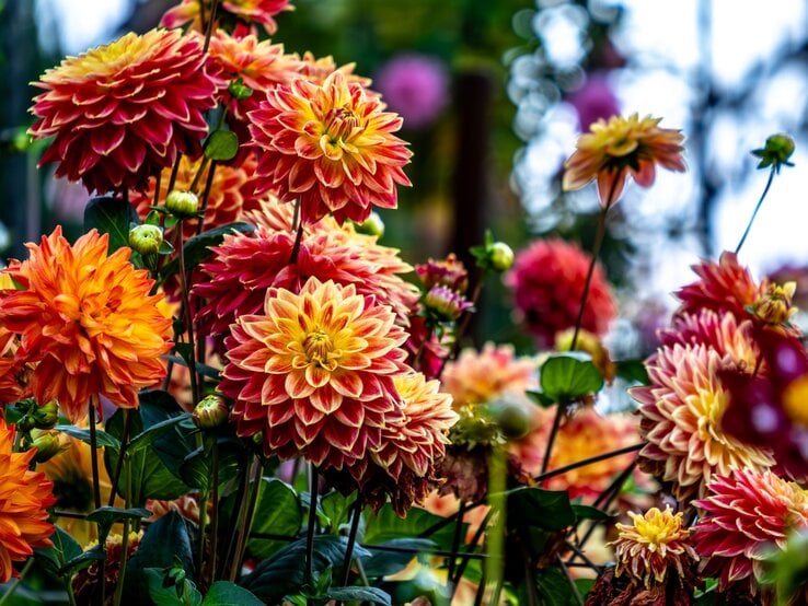 Dahlien | © Shutterstock/sergey lavrishchev Üppige, dicht gefüllte Dahlien in leuchtendem Orange und Rot blühen prächtig in einem sommerlichen Garten mit dunklem Laub. | © Shutterstock/sergey lavrishchev