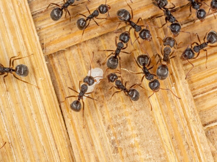 Schwarze Ameisen laufen geschäftig über helles Holz, eine trägt eine helle Larve zwischen den Kieferzangen.
