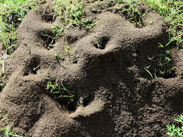 Ameisenhügel | © Shutterstock/Purushottam Malav Dunkler Ameisenhügel mit mehreren Eingängen, von frischem Gras durchzogen, in sonniger Gartenerde aufgenommen. | © Shutterstock/Purushottam Malav