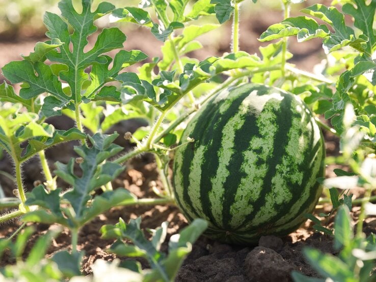 Reife Wassermelone mit dunkelgrünem Muster liegt zwischen kräftigen, gezackten Blättern auf lockerem, braunem Ackerboden.