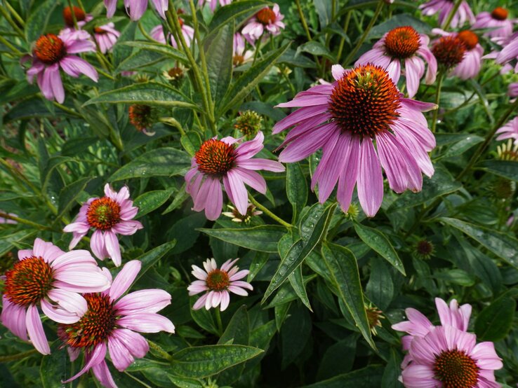 Sonnenhut für lehmigen Boden | © Shutterstock/Sarah Nado Zahlreiche pinkfarbene Sonnenhutblüten mit orangebrauner Mitte blühen dicht an dicht in grünem, feuchtem Laub bei Tageslicht. | © Shutterstock/Sarah Nado