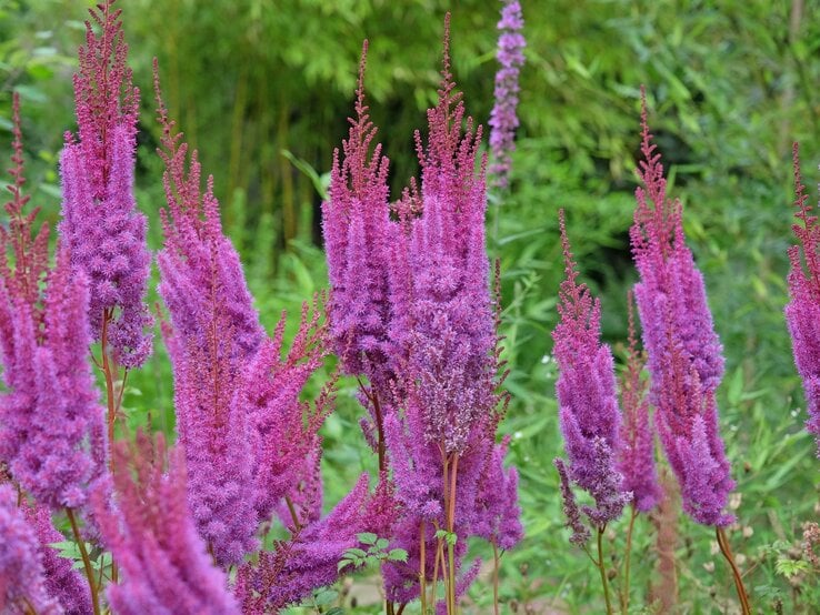 Astilbe für lehmige Böden | © Shutterstock/Alex Manders Zahlreiche violett blühende Astilben mit flauschigen, kerzenartigen Rispen stehen dicht an dicht vor üppigem, grünem Laub. | © Shutterstock/Alex Manders