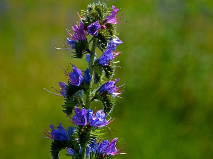 Natternkopf | © Shutterstock/Kateej Lila-blaue Blüten eines Natternkopfs mit langen Staubfäden vor unscharfem grünem Wiesenhintergrund im Sonnenlicht. | © Shutterstock/Kateej