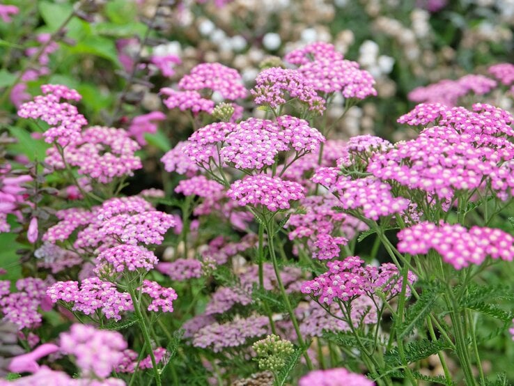 Scharfgabe | © Shutterstock/Alex Manders Zahlreiche rosa Schafgarben mit feinen, gefiederten Blättern blühen dicht an dicht in einem sommerlich grünen Staudenbeet. | © Shutterstock/Alex Manders