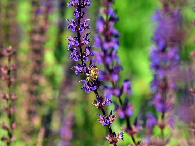 Steppen-Salbei | © Shutterstock/Uellue Eine Biene sammelt Nektar an den violetten Blüten des Steppen-Salbeis vor leuchtend grünem, unscharfem Hintergrund. | © Shutterstock/Uellue