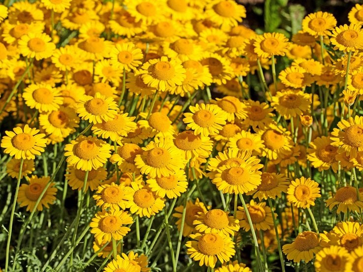Färberkamille | © Shutterstock/M. Schuppich Leuchtend gelbe Färberkamille mit zahlreichen dicht stehenden Blütenköpfen auf schlanken Stielen im sommerlichen Sonnenlicht. | © Shutterstock/M. Schuppich