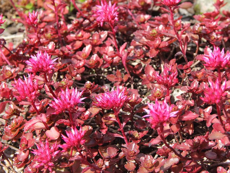 Kriechende Fetthenne | © Shutterstock/Red-Diamond Dicht wachsende, kriechende Fetthennen mit glänzenden, roten Blättern und leuchtend pinken Blüten im Sonnenlicht. | © Shutterstock/Red-Diamond
