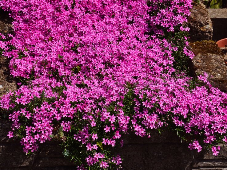 Teppich-Phlox | © Shutterstock/vladdon Üppig blühender Teppich-Phlox mit hunderten pinken Blüten breitet sich über eine alte Steinmauer in der Sonne aus. | © Shutterstock/vladdon