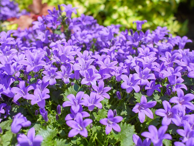 Polster-Glockenblume | © Shutterstock/Irene Fox Dicht gedrängte Polster-Glockenblumen mit unzähligen violetten Blüten leuchten in der Sommersonne vor grünem Laub. | © Shutterstock/Irene Fox