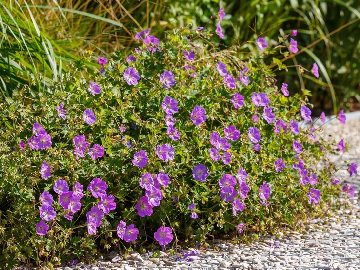 Storchschnabel 'Rozanne' | © Shutterstock/Flower_Garden Üppig blühender Storchschnabel ‘Rozanne’ mit zahlreichen violett-blauen Blüten vor grünem Laub an einem Kiesweg. | © Shutterstock/Flower_Garden