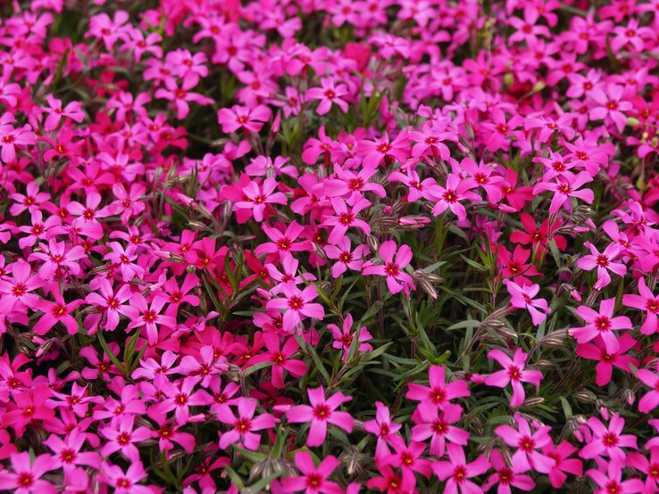 Dicht gedrängte, pinkfarbene Blüten von Teppich-Stauden bedecken flächig den Boden mit leuchtendem Farbspiel.
