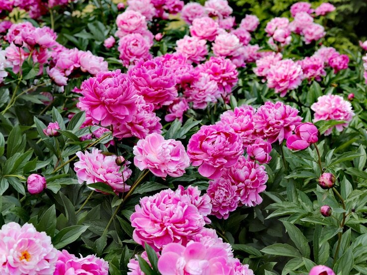Üppig blühende pinke Pfingstrosen mit dicht gefüllten Blüten vor sattem grünen Laub an einem sonnigen Frühsommertag.