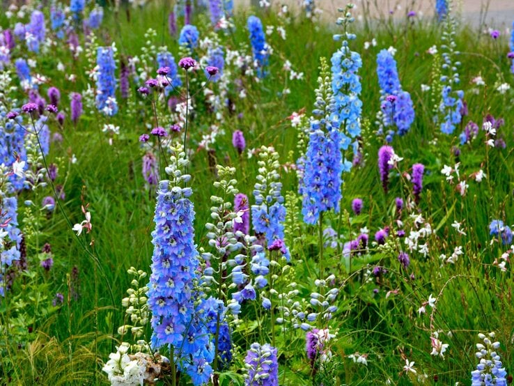 Hohe, leuchtend blaue Rittersporne blühen zwischen lila und weißen Wildstauden auf einer üppigen, grünen Sommerwiese.