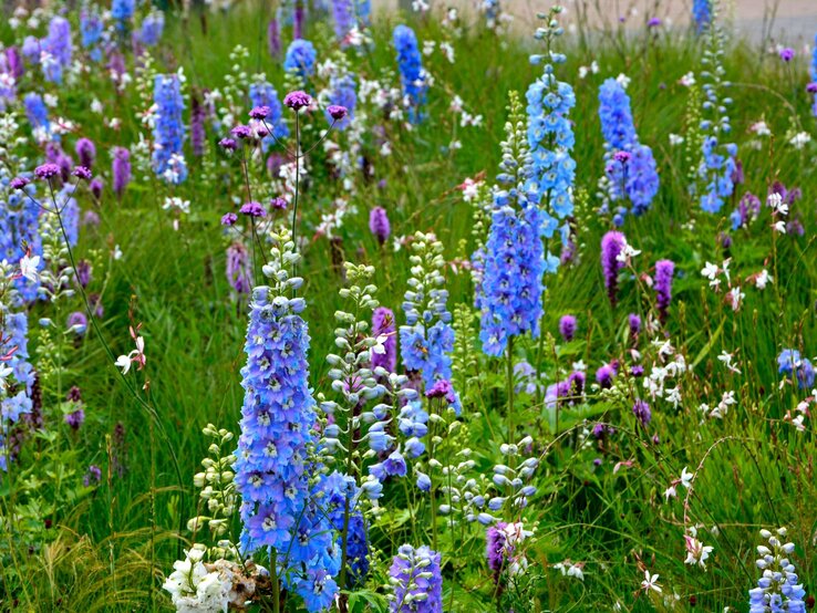 Stauden, die sich selbst vermehren Hohe, leuchtend blaue Rittersporne blühen zwischen lila und weißen Wildstauden auf einer üppigen, grünen Sommerwiese.